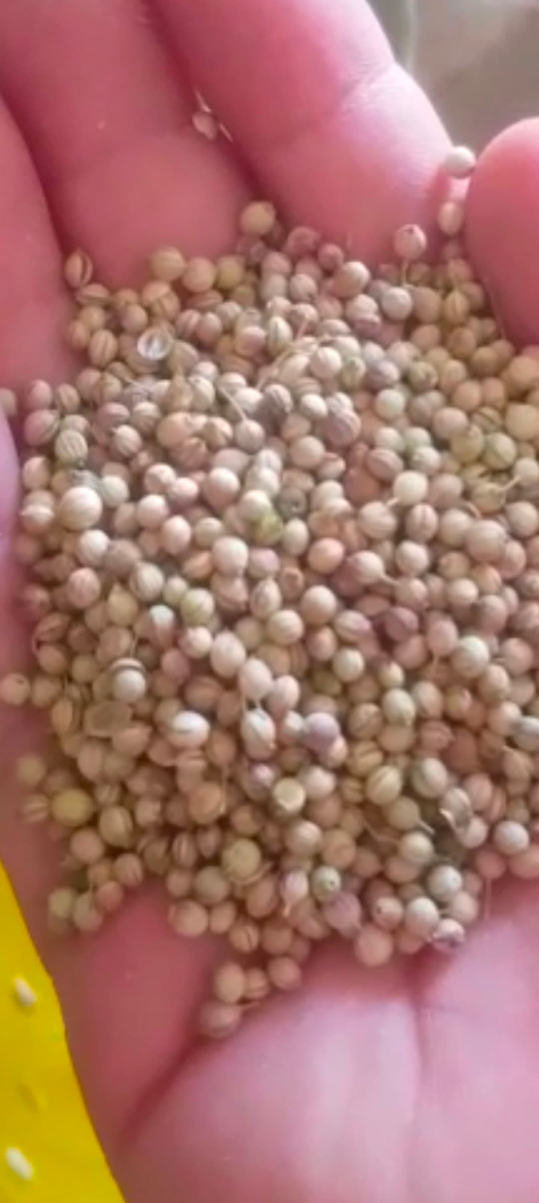 تصویر 1 از عرضه و خرید تخم گشنیز فله مناسب بسته بندی صادراتی